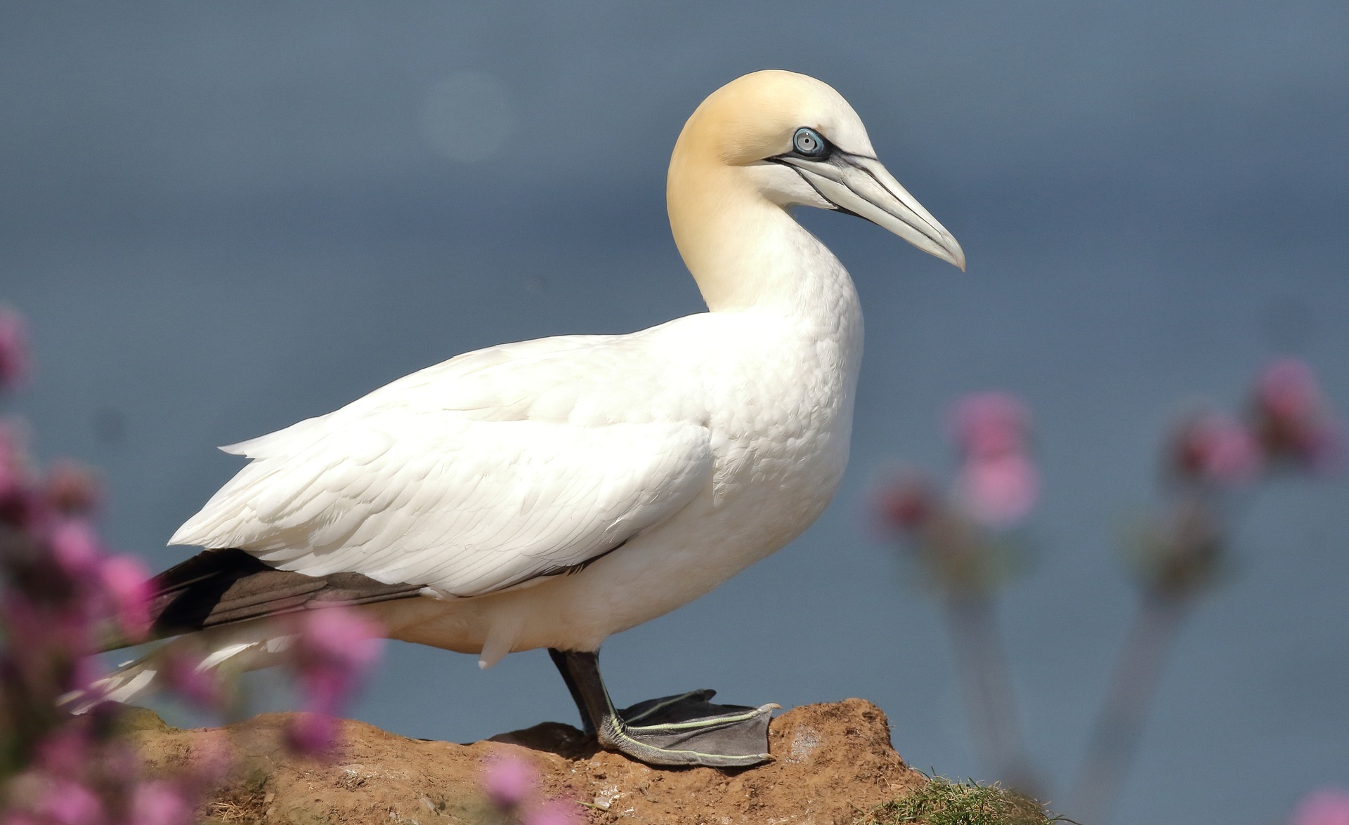 Gannet at Bempton Cliffs