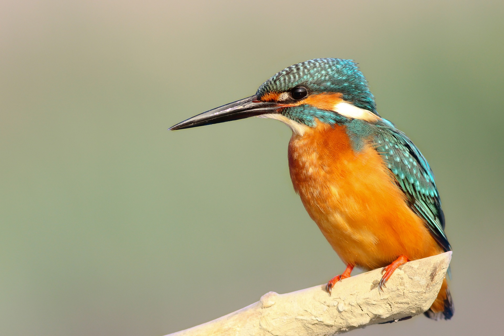 A Kingfisher