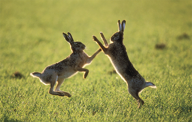 Hares at High Oaks Grange