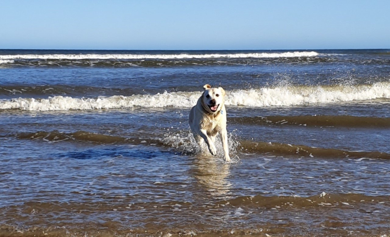 Dog Friendly Beaches