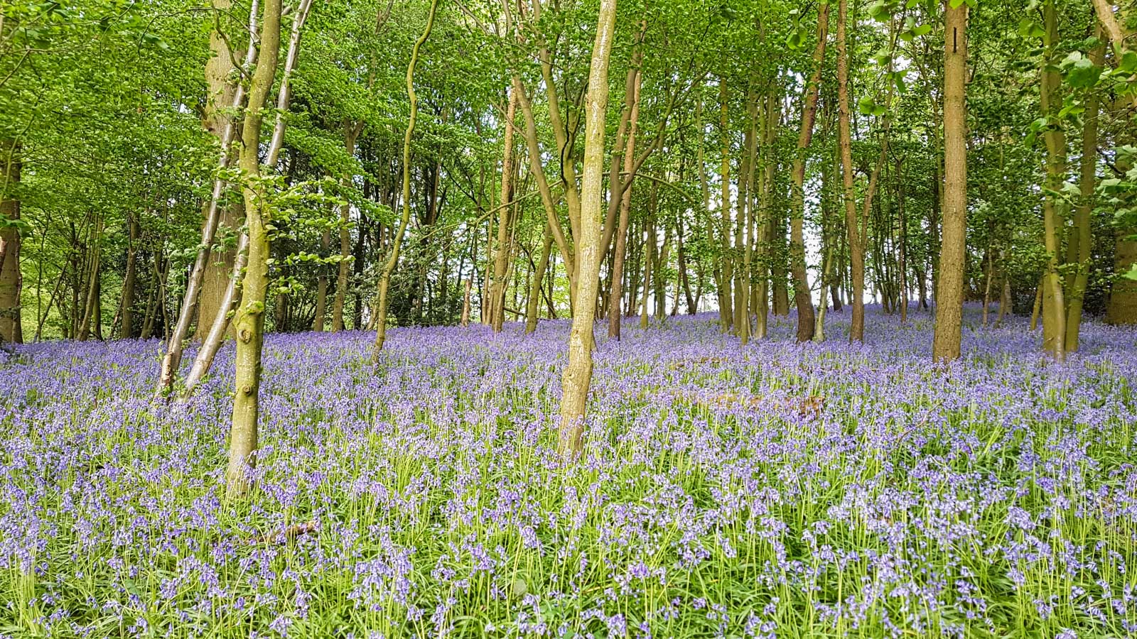 Bluebells at High Oaks