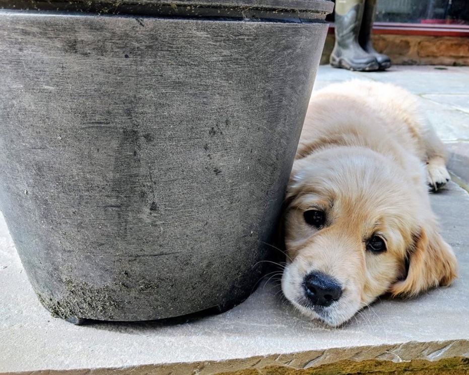 Puppy at High Oaks Grange